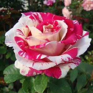 Meet your Posher, Niyah